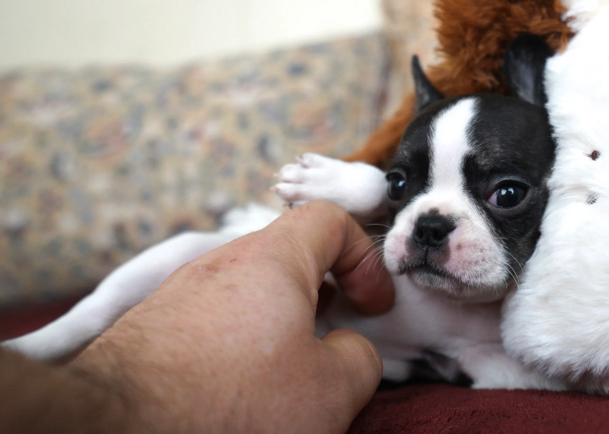 Royal Frenchel puppy lying on its back while getting a belly rub.