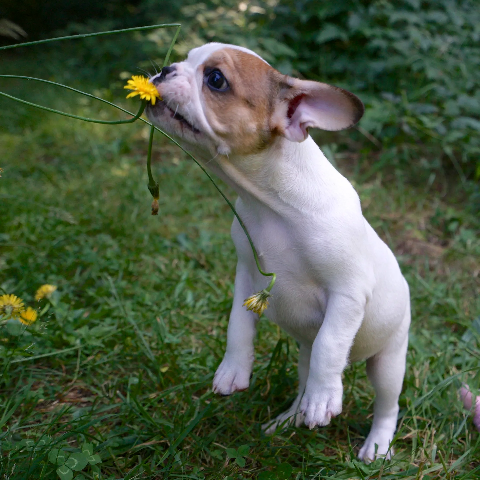 Royal Frenchel puppy sniffing a flower in the forest
