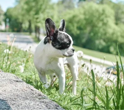 Royal Frenchel small dog sitting calmly in a park.