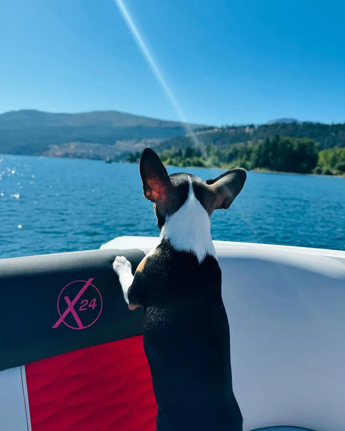 Royal Frenchel boat travel companion looking out over the water.