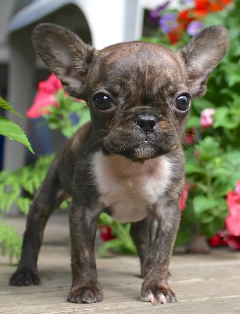 Tiny Royal Frenchel puppy standing outside with flowers behind it.