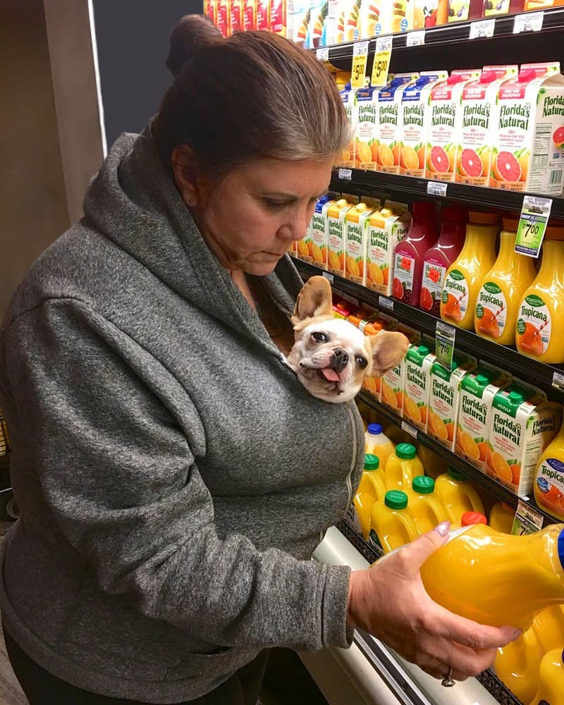 Royal Frenchel small companion peeking out from inside its owner's jacket.
