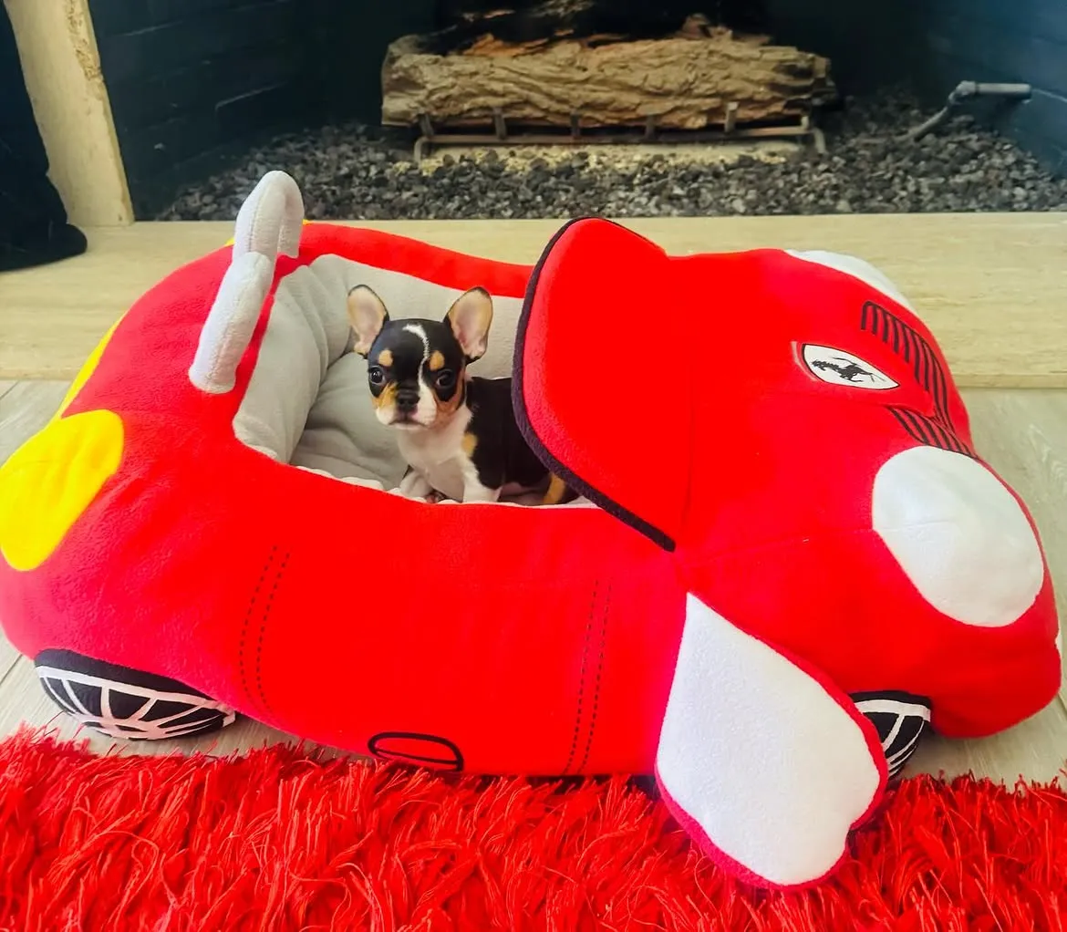 Royal Frenchel puppy sitting in a red race car dog bed.