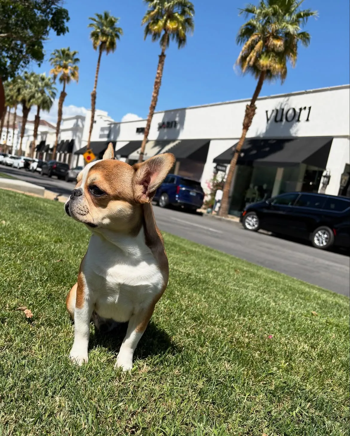 Royal Frenchel small dog sitting in grass near storefronts.