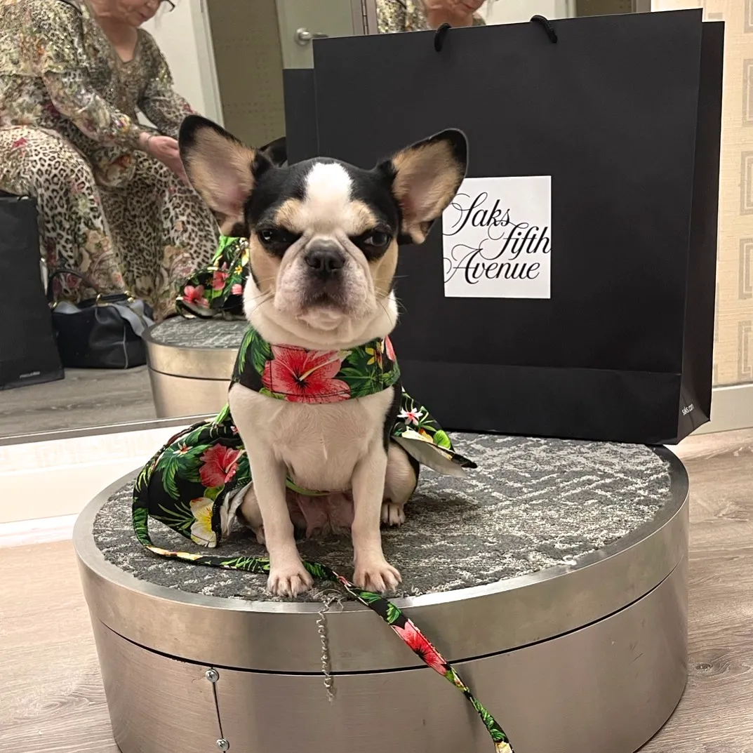 Royal Frenchel small dog wearing a tropical jacket while sitting calmly on leash.