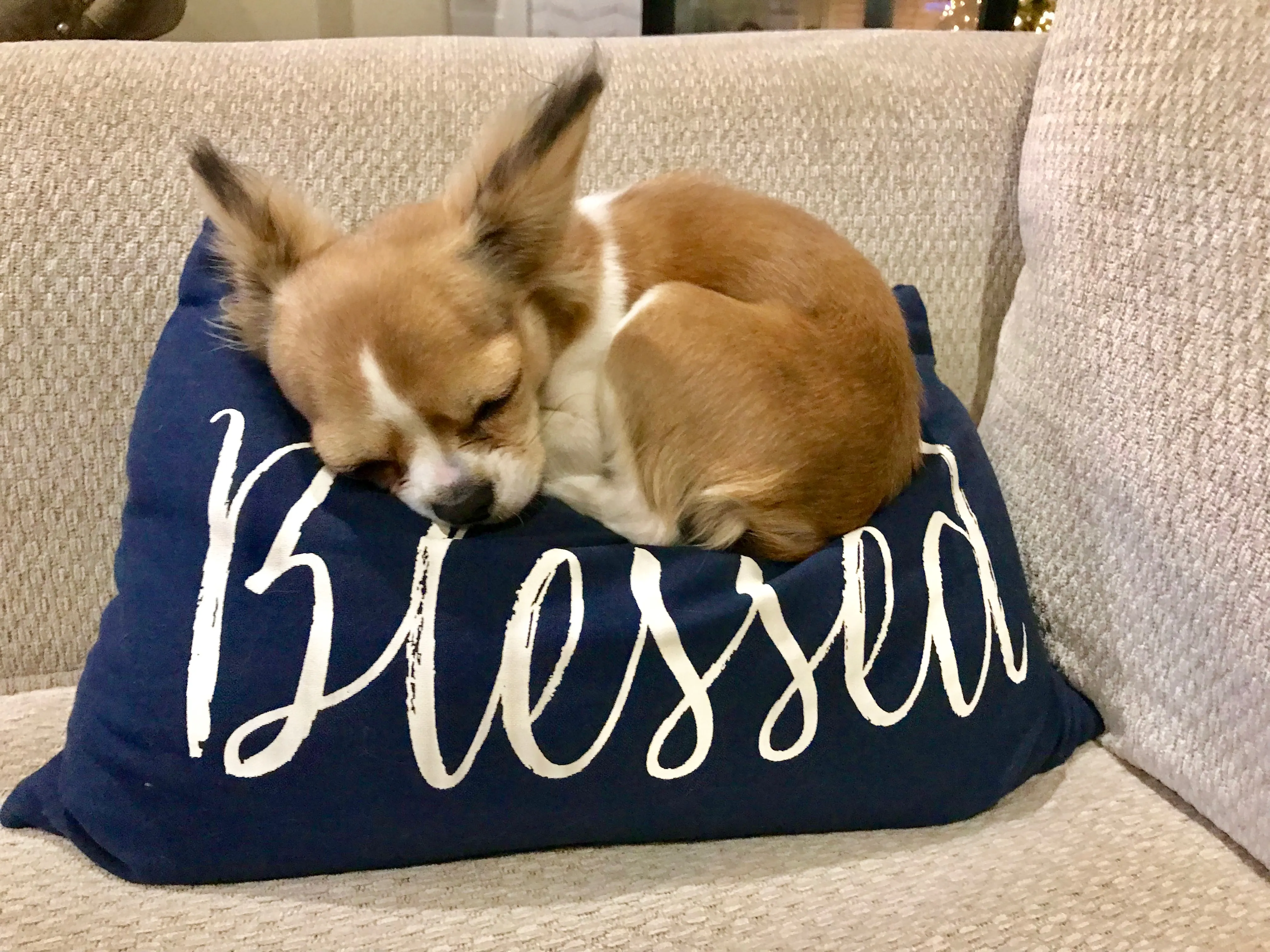 Royal Frenchel small dog curled up asleep on a couch cushion.