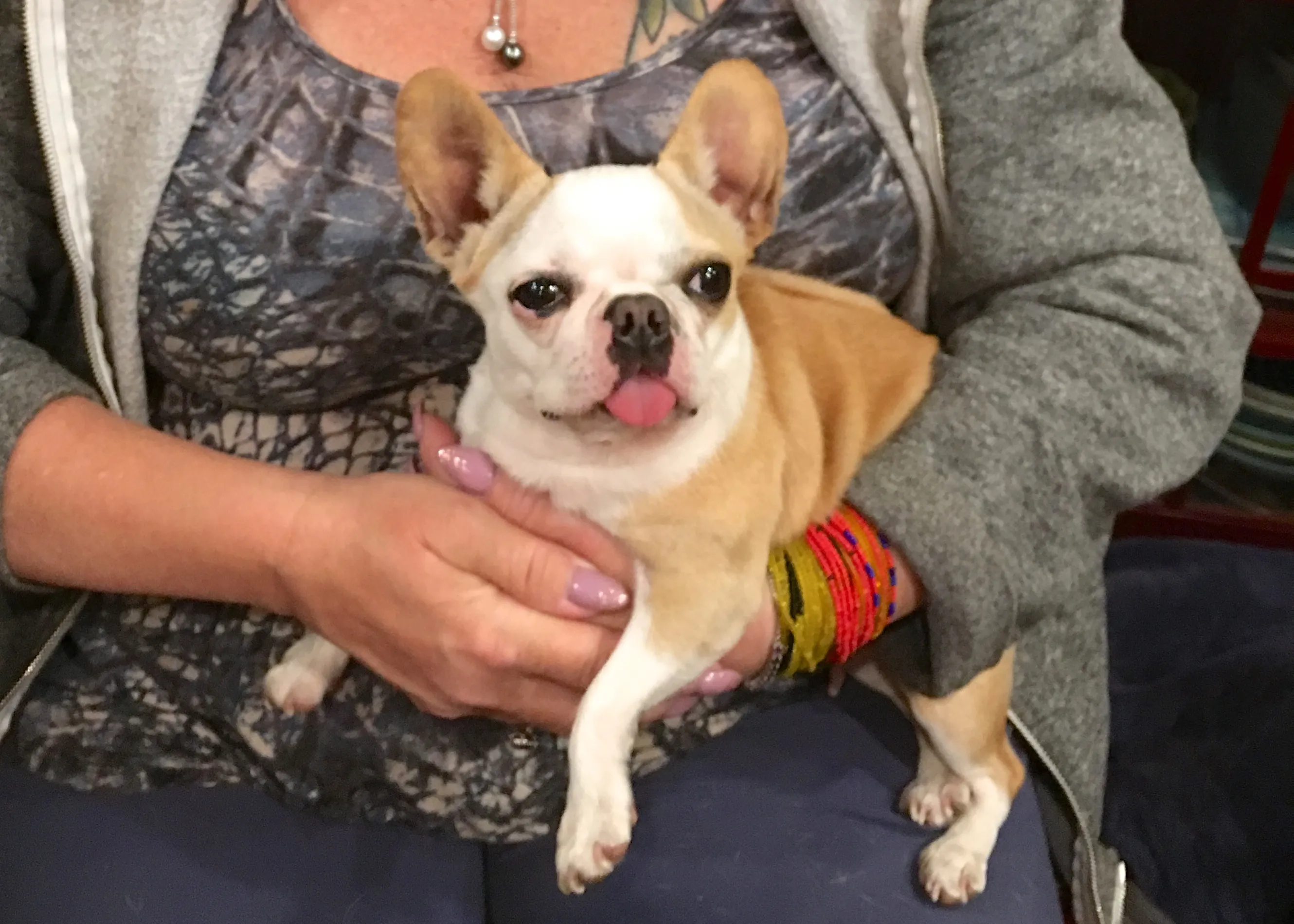 Small Royal Frenchel being held in a person's arms with its tongue out.