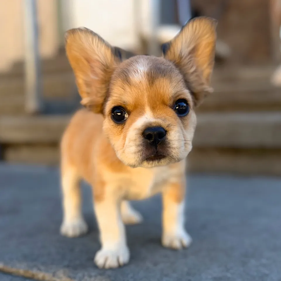Tiny fluffy Royal Frenchel puppy standing on stairs and looking at the camera.