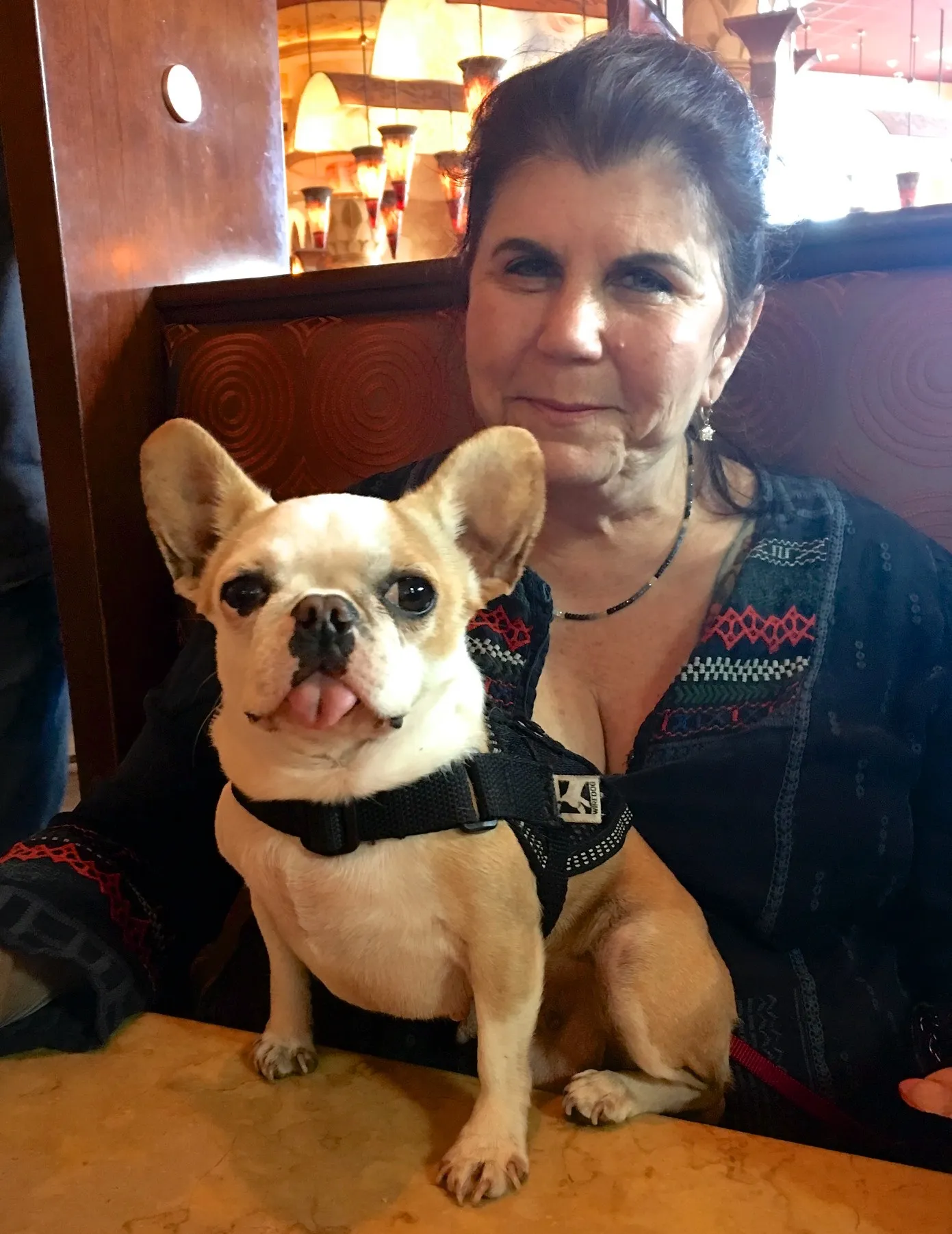 Royal Frenchel sitting calmly with its owner at a restaurant.