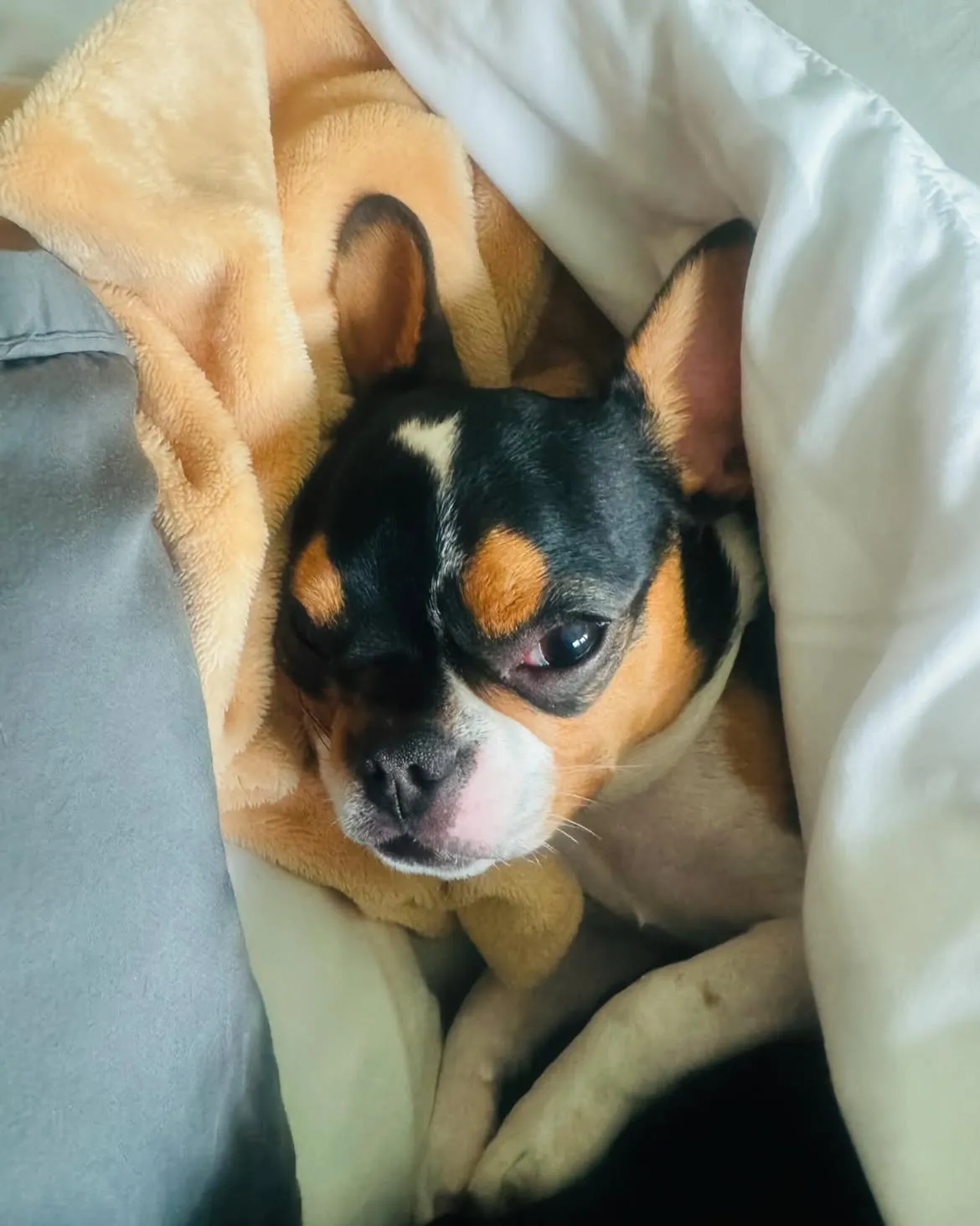 Tri-color Royal Frenchel snuggled under a blanket in bed.