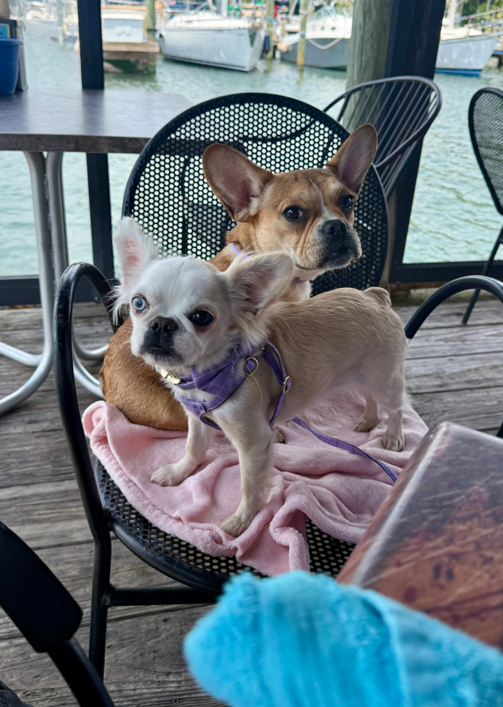 Two Royal Frenchel dogs sitting calmly on a chair at a restaurant.