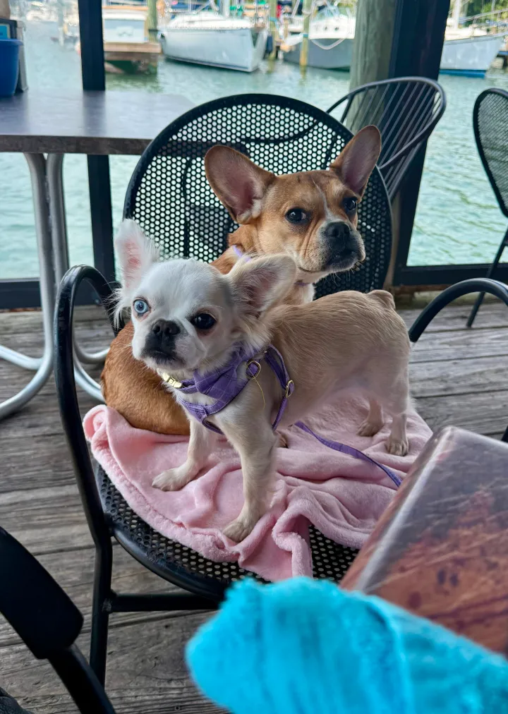 Two Royal Frenchel dogs sitting calmly on a chair at a restaurant.