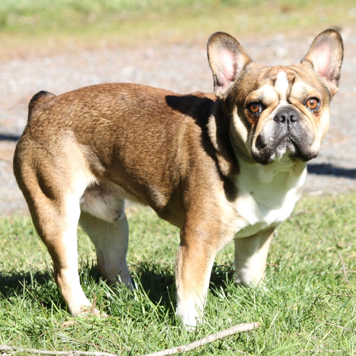Royal Frenchel healthy companion dog standing outdoors.