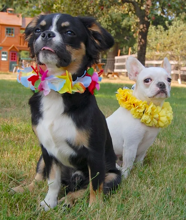 Two Royal Frenchel dogs wearing flower leis while sitting outdoors.