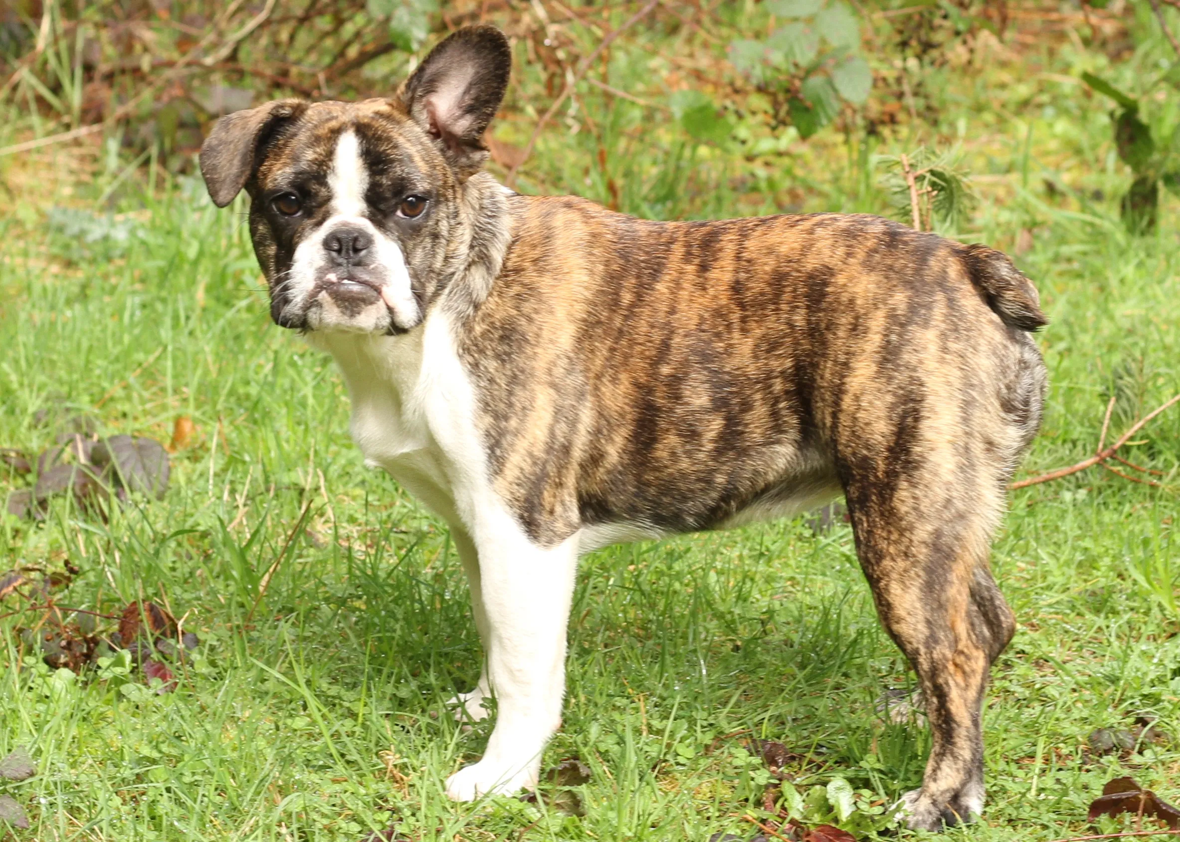 Royal Frenchel standing calmly in a forest and looking at the camera.