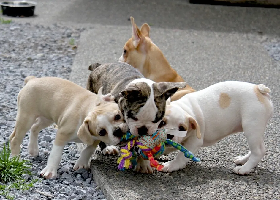 Four Royal Frenchel puppies playing together with a toy.
