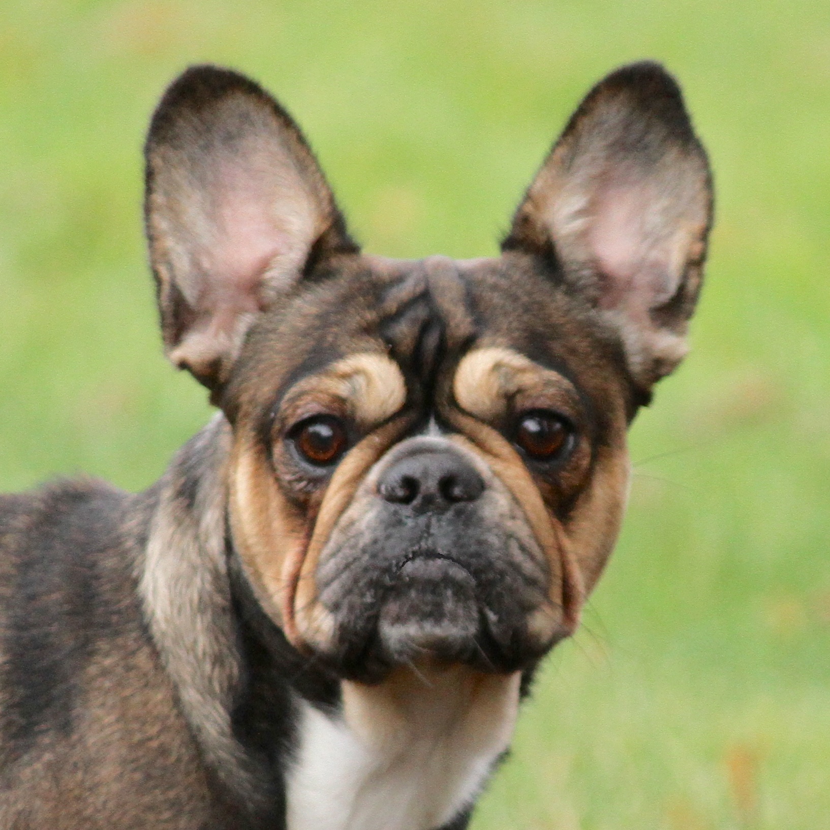 Royal Frenchel headshot with a grass background.