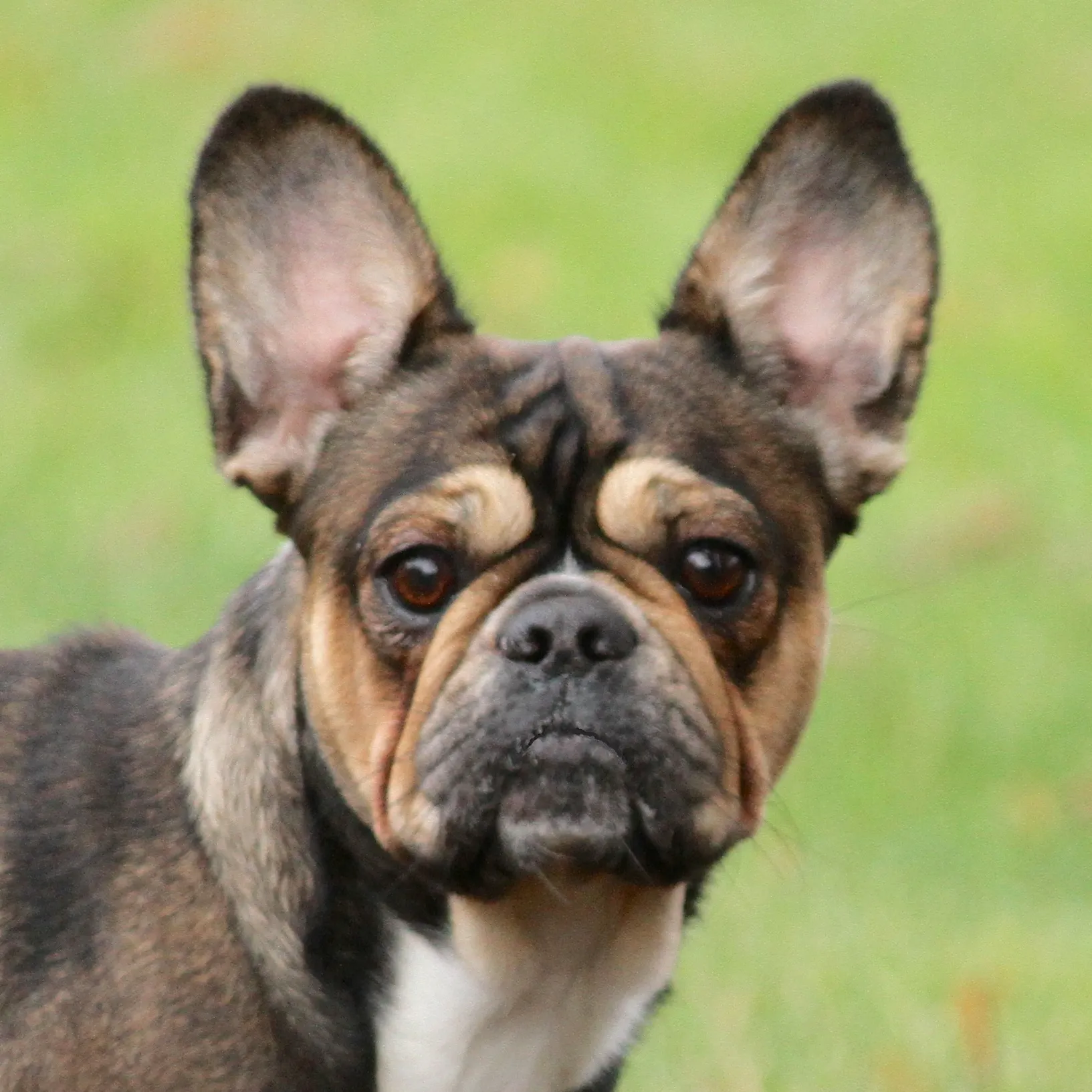 Royal Frenchel headshot with a grass background.