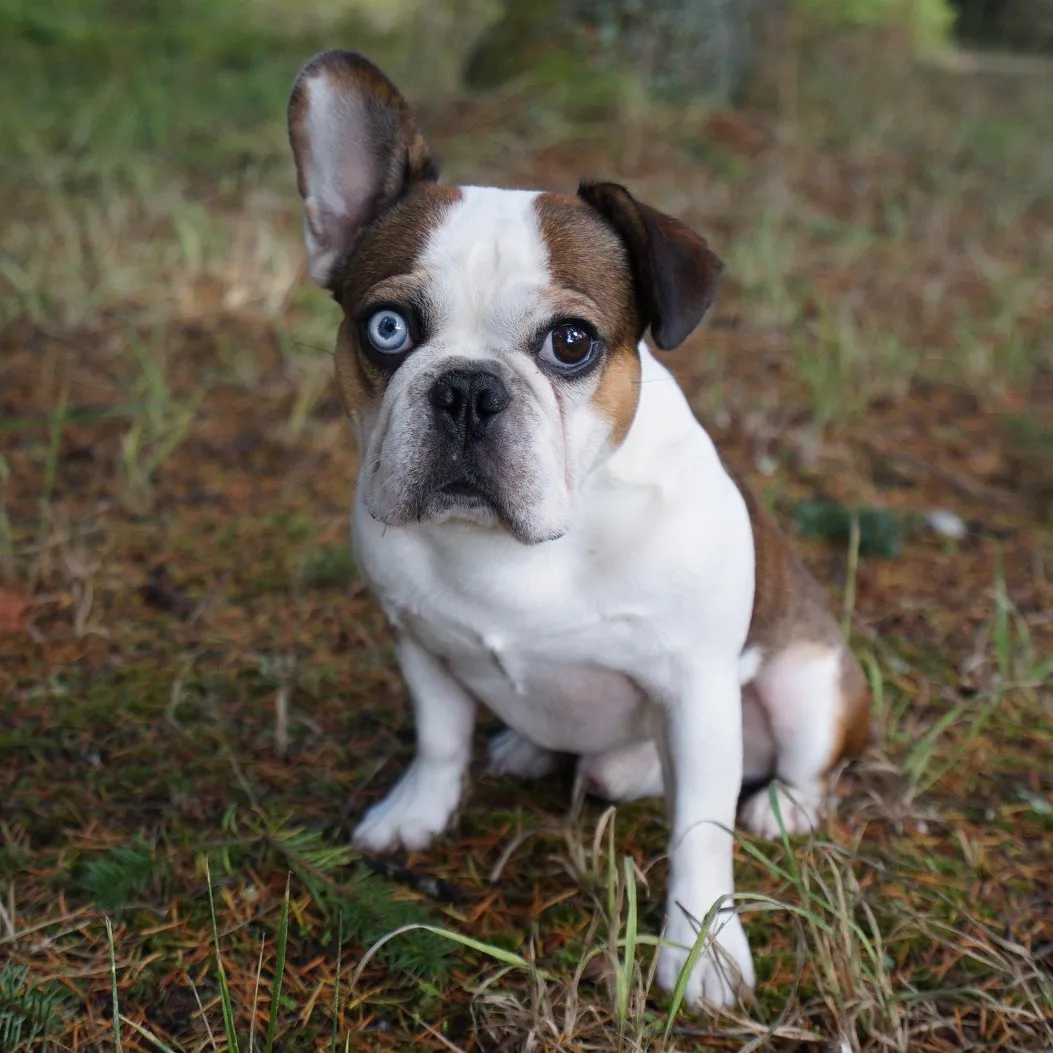 Royal Frenchel with one blue eye sitting in a forest and looking at the camera.