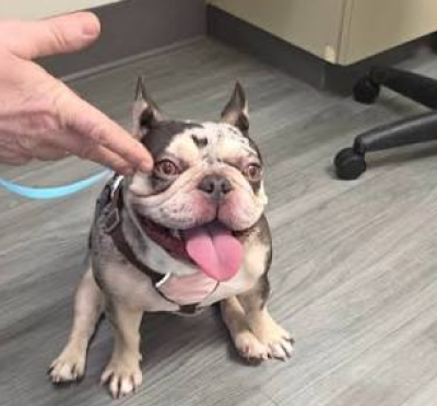 Instagram post showing a French Bulldog health concern requiring surgery.