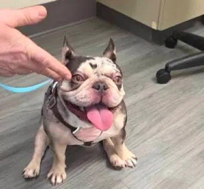 Instagram post showing a French Bulldog health concern requiring surgery.