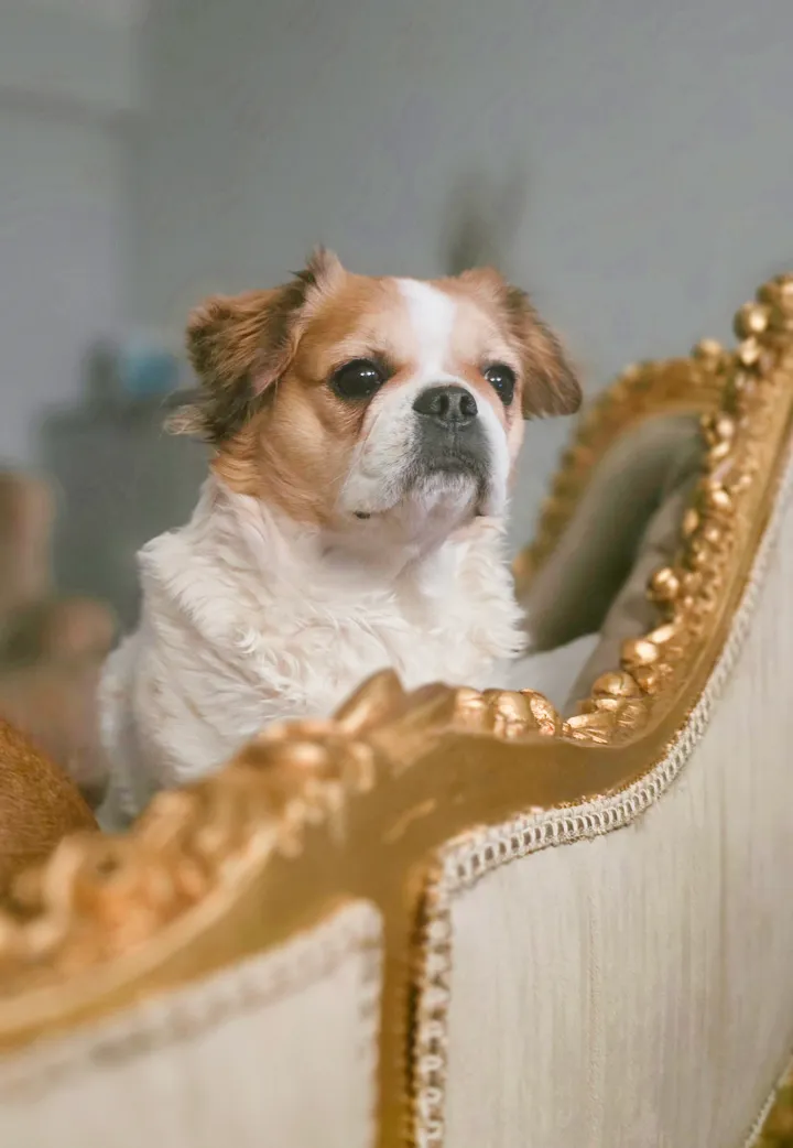Royal Frenchel sitting in a decorative royal-style dog bed.