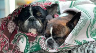 Two Royal Frenchel dogs cuddled together under blankets on a couch.