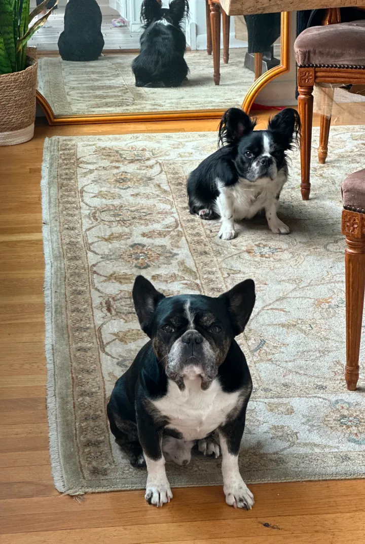 Two Royal Frenchel dogs sitting on carpet and looking at their owner.