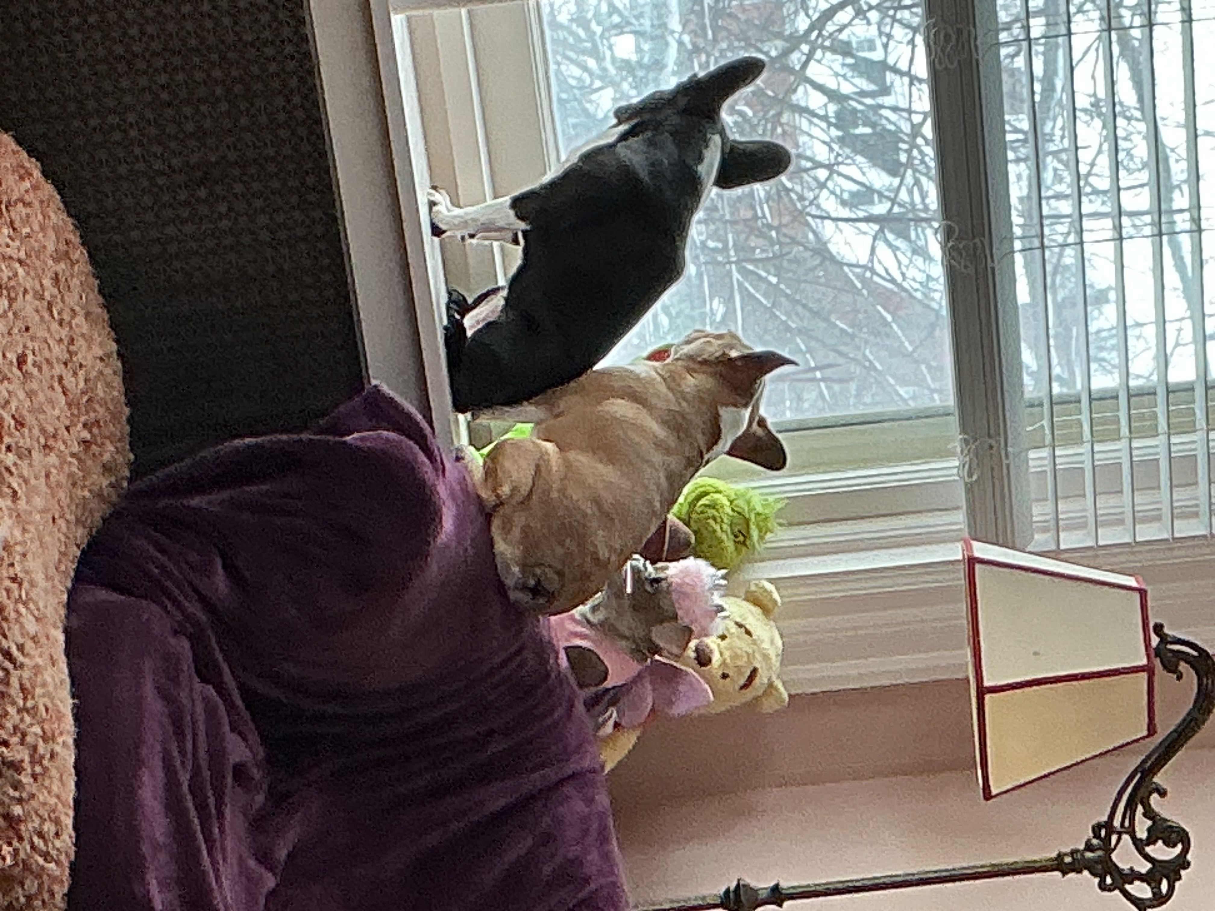 Two Royal Frenchel dogs sitting together on a windowsill at home.