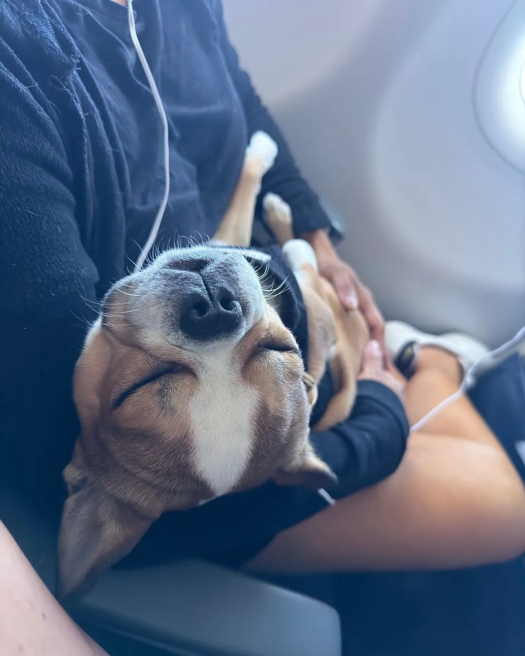Royal Frenchel sleeping belly up in its owner's lap on an airplane.