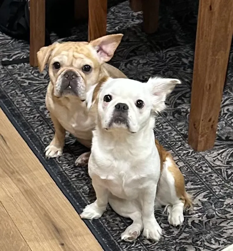 Two Royal Frenchel dogs sitting by a kitchen table and looking up at their owner.