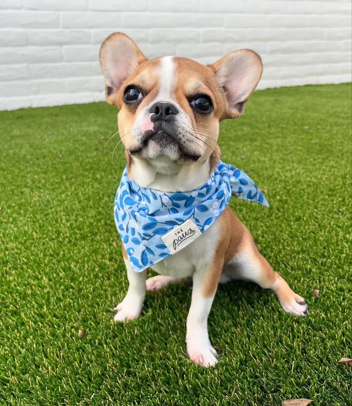 Royal Frenchel wearing a bandana and looking up from the grass.