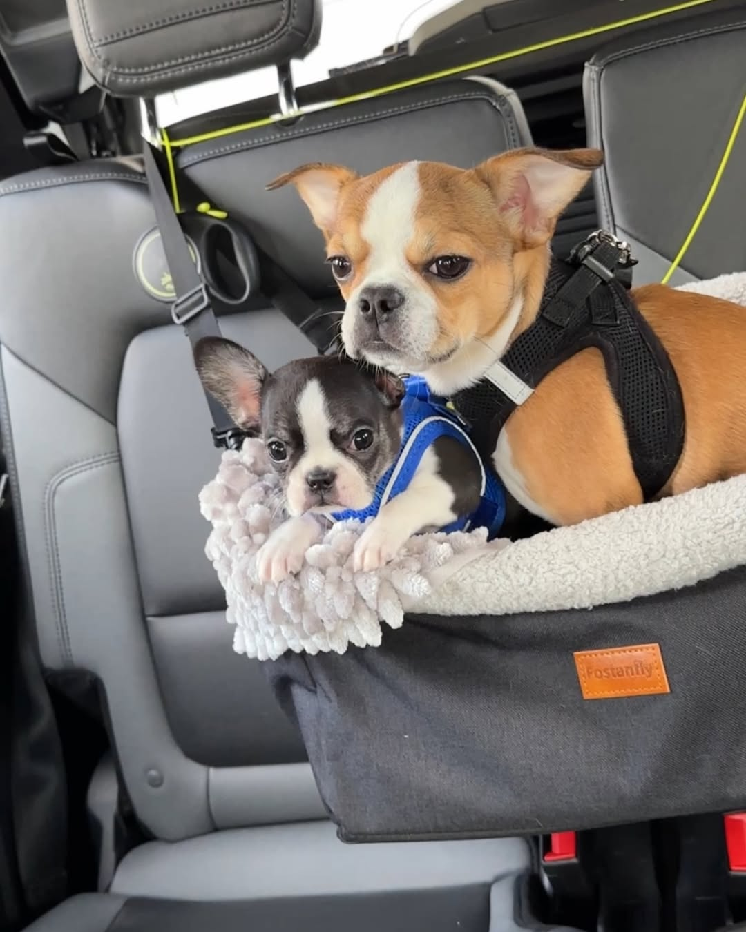 Two Royal Frenchel dogs sitting calmly together in a car seat.
