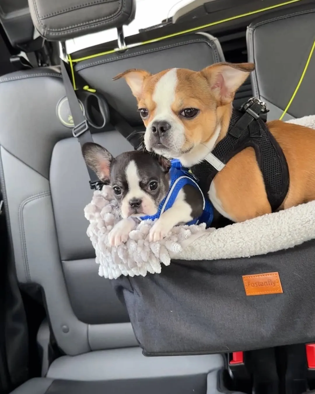 Two Royal Frenchel dogs sitting calmly together in a car seat.