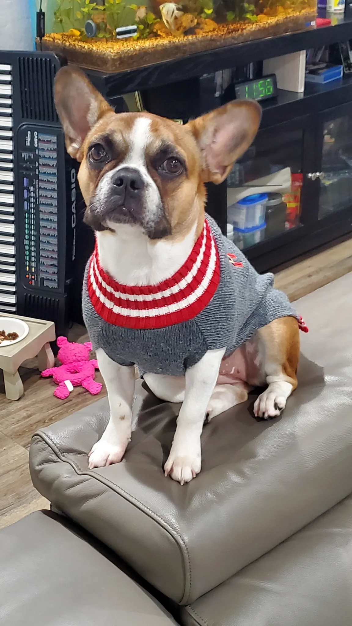 Royal Frenchel wearing a handmade sweater and looking lovingly at its owner.