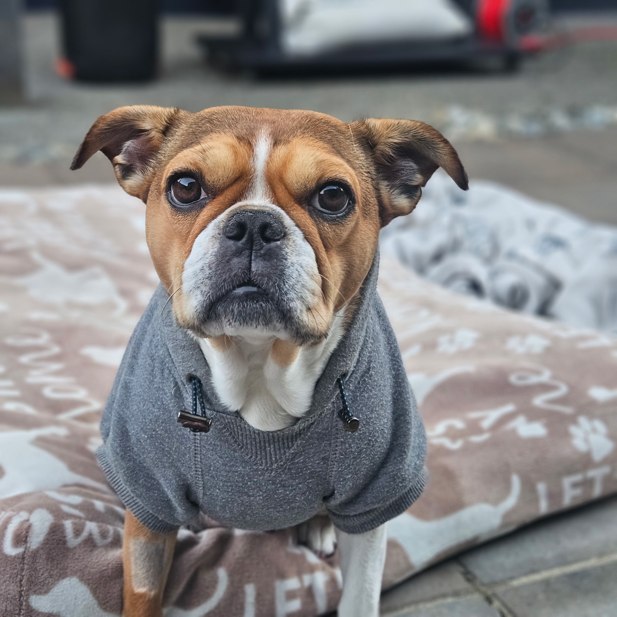 Royal Frenchel sitting calmly in a dog bed while wearing a jacket.