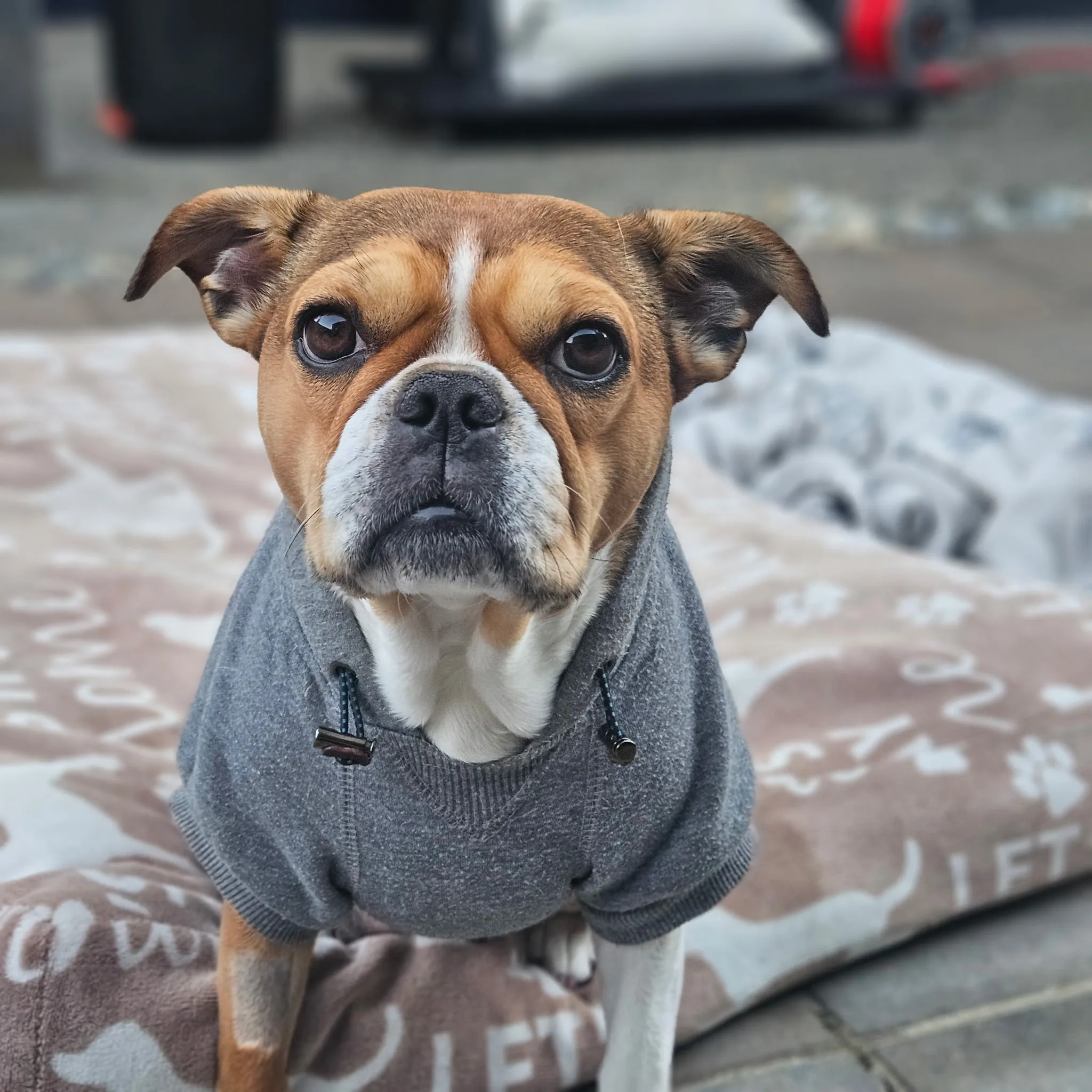 Royal Frenchel sitting calmly in a dog bed while wearing a jacket.