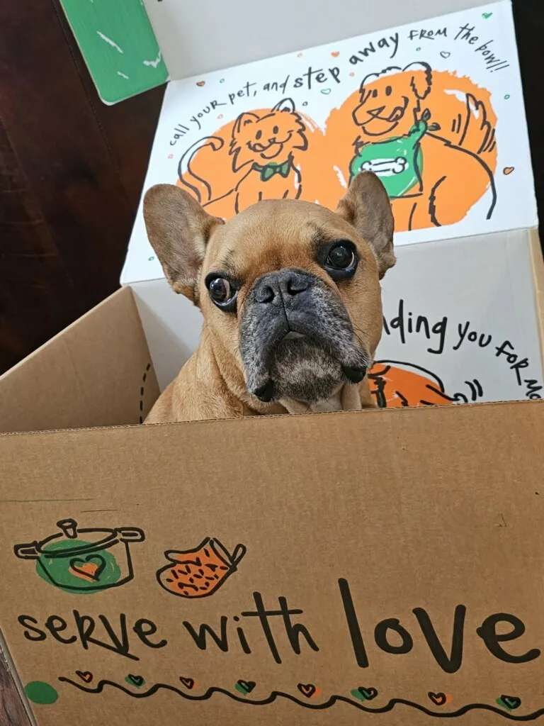 Royal Frenchel sitting inside an empty dog food box.
