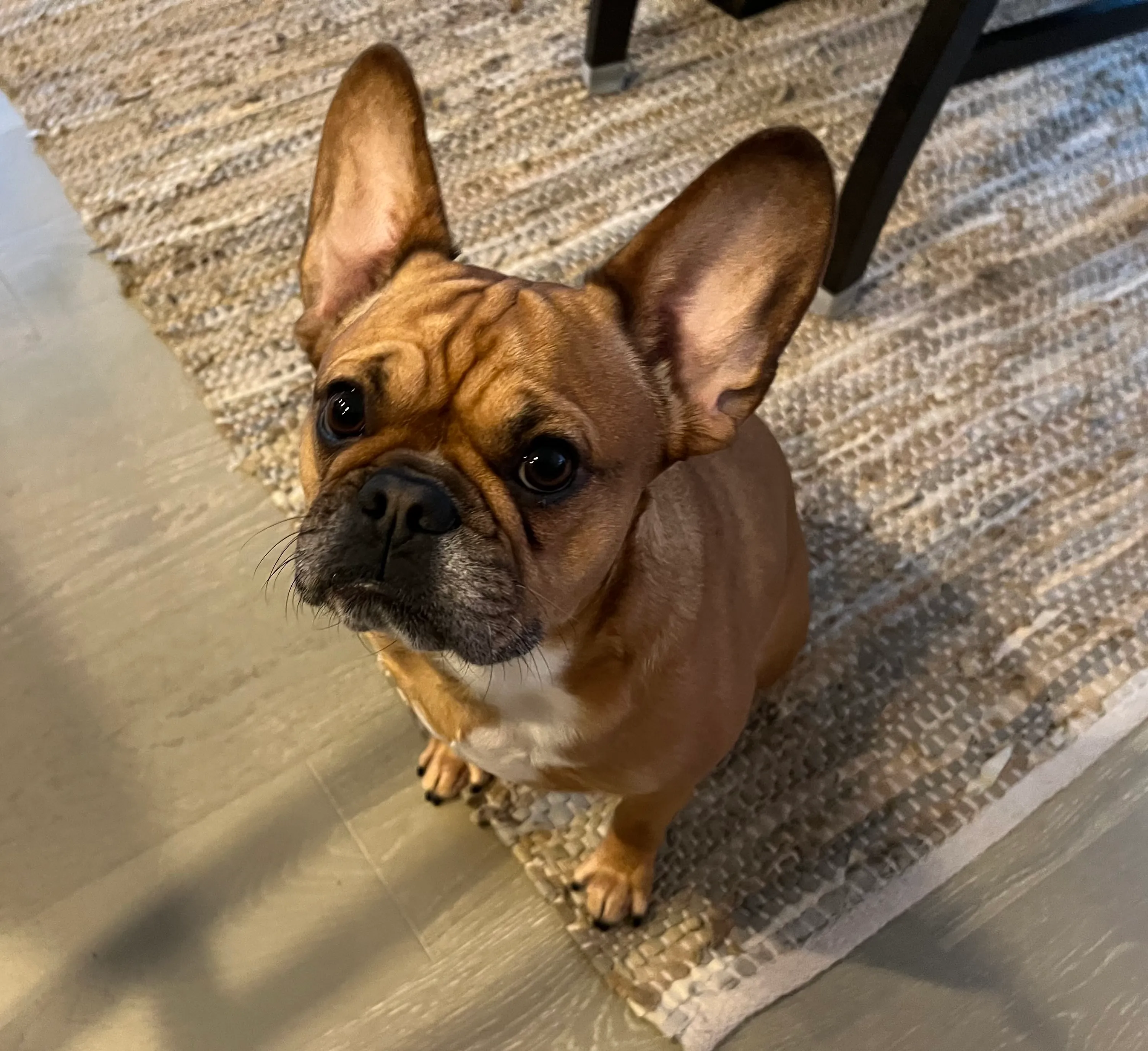 Royal Frenchel companion dog looking up at the camera.