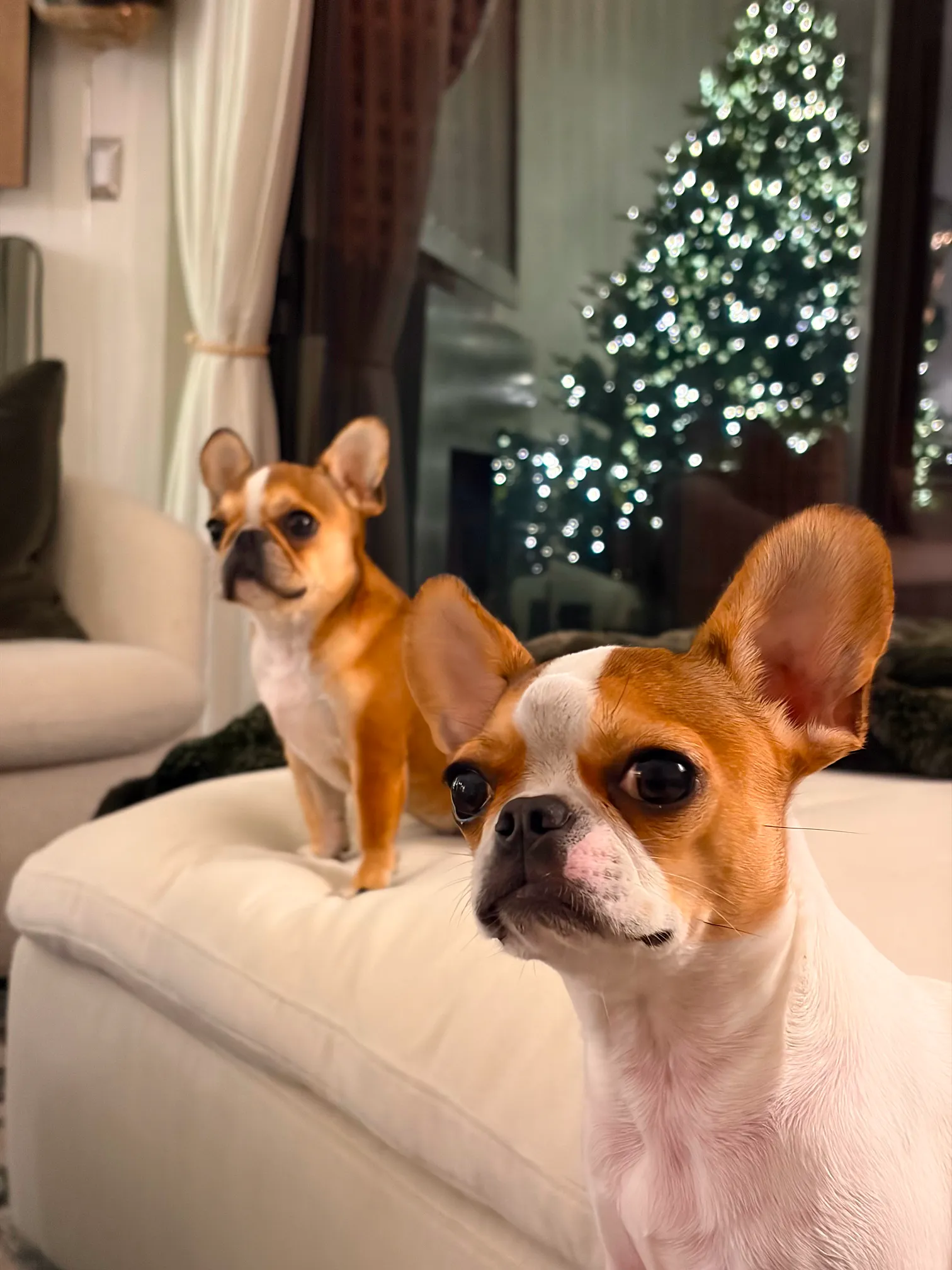 Two Royal Frenchel dogs sitting calmly together on a couch at home.