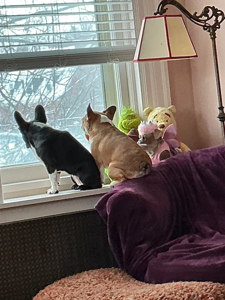 Two Royal Frenchel dogs sitting together on a windowsill at home.