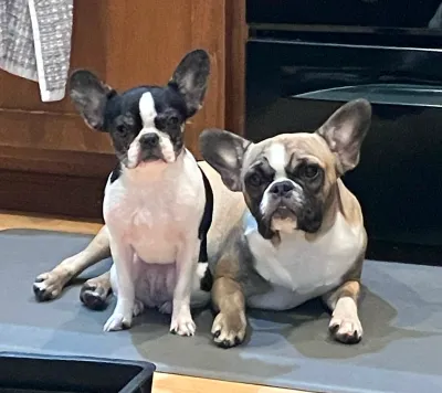 Two Royal Frenchel puppies sitting calmly in travel carriers at an airport or airplane.
