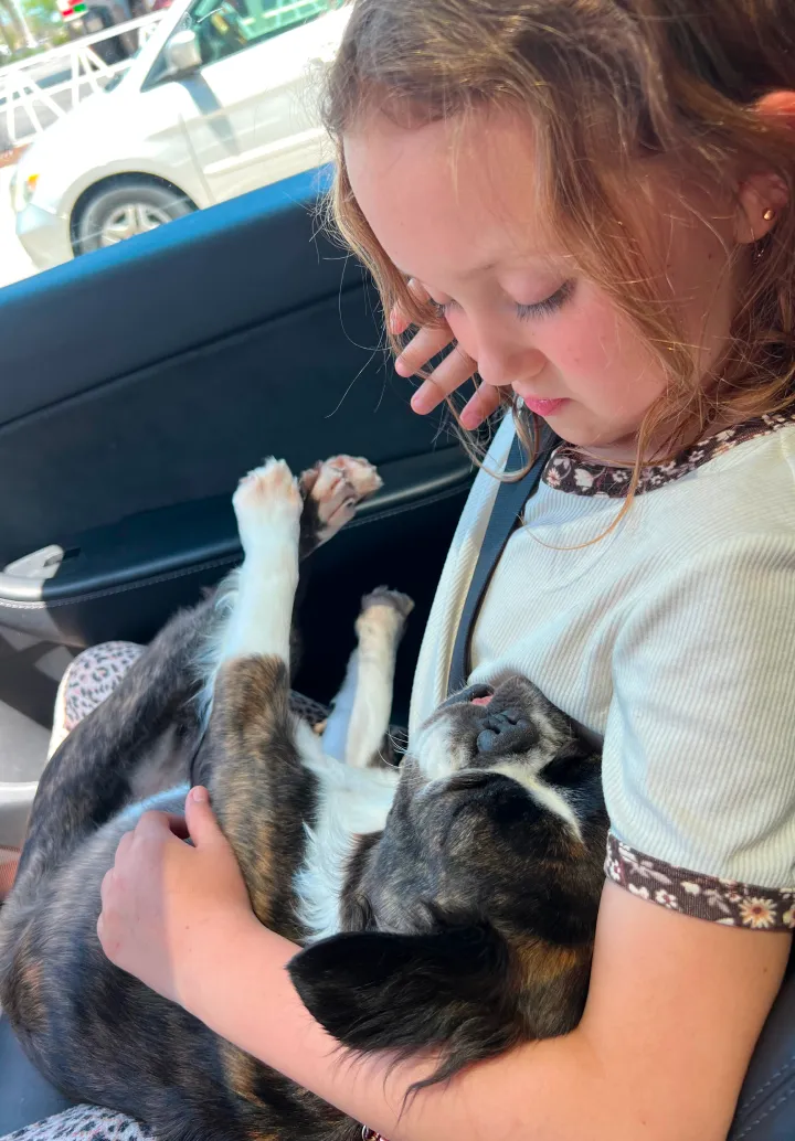 Small Royal Frenchel snuggling with a child in the car.