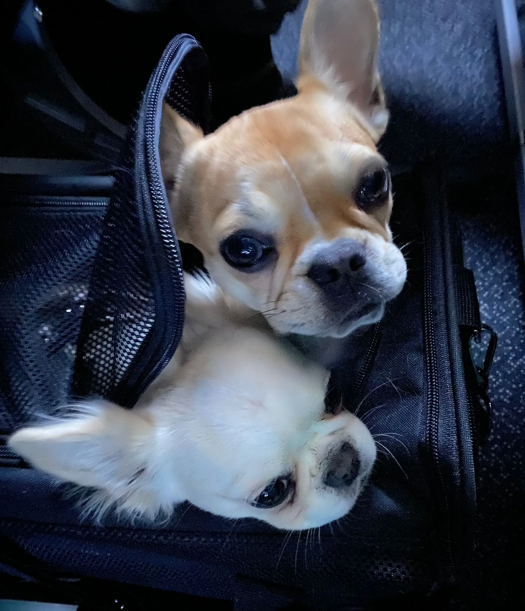 Two Royal Frenchel puppies sitting calmly in travel carriers at an airport or airplane.