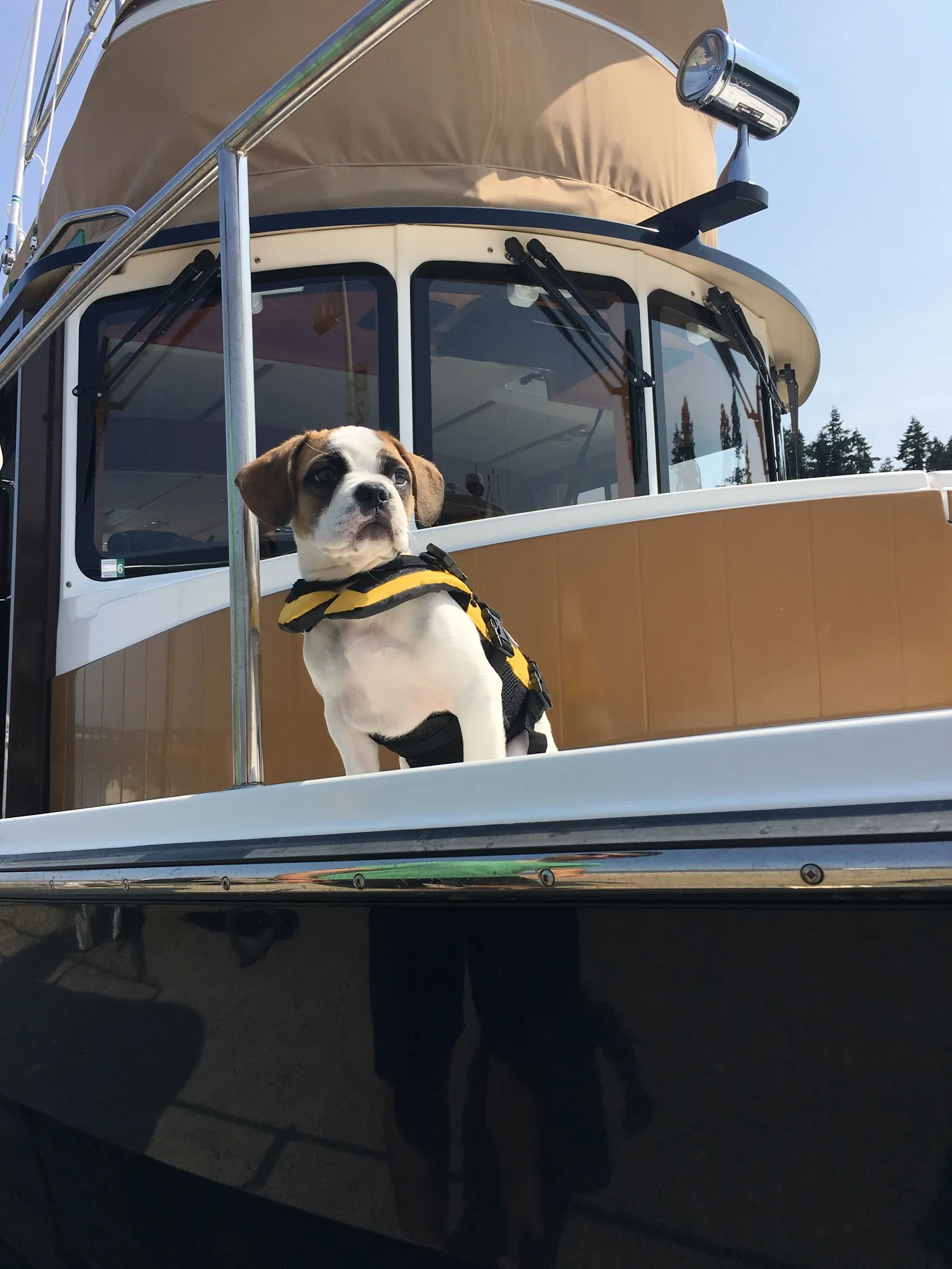 Royal Frenchel wearing a life jacket while looking over the edge of a boat.
