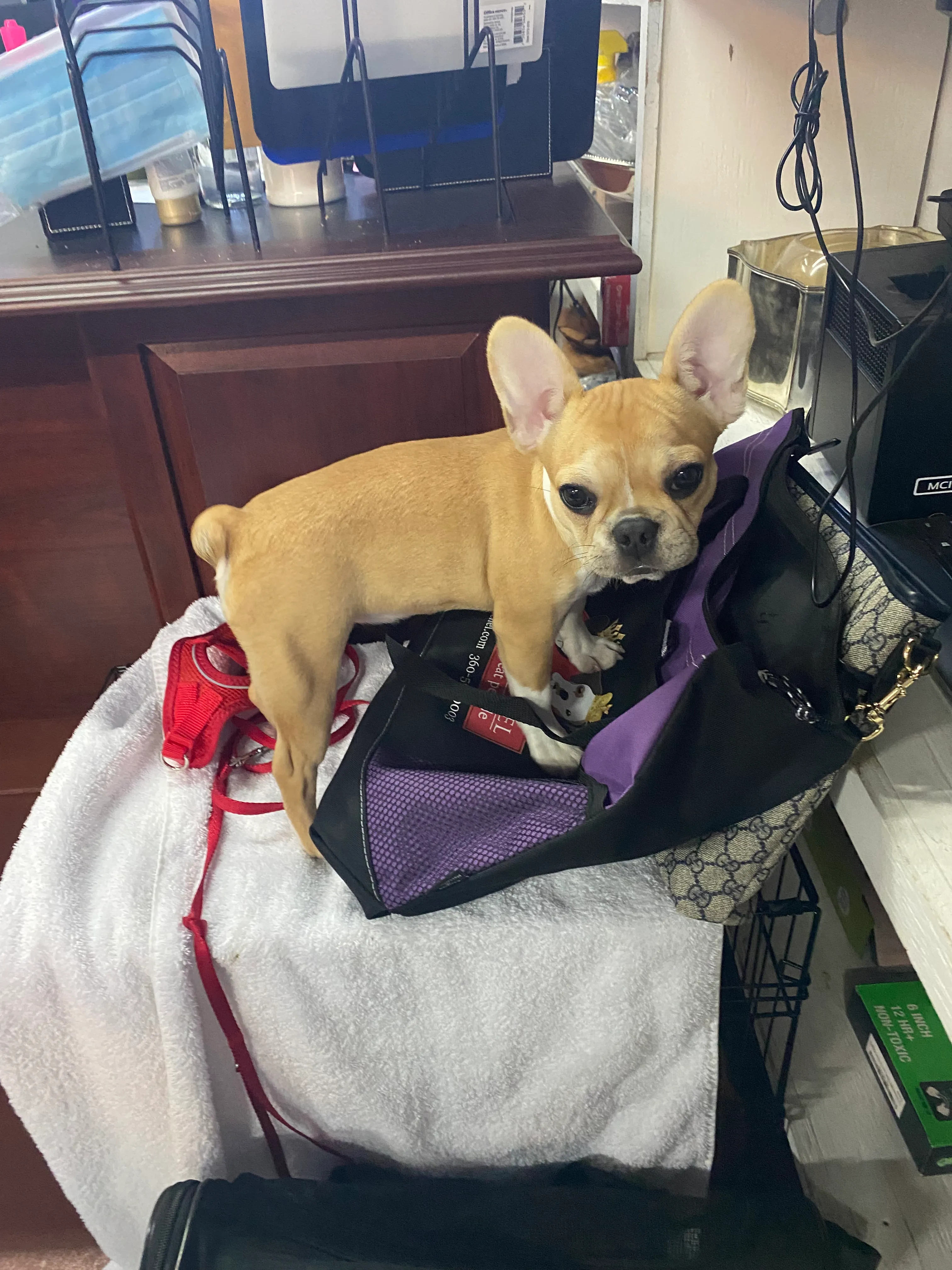 Royal Frenchel standing on a crate beside travel bags, dog food, and Royal Frenchel merchandise.