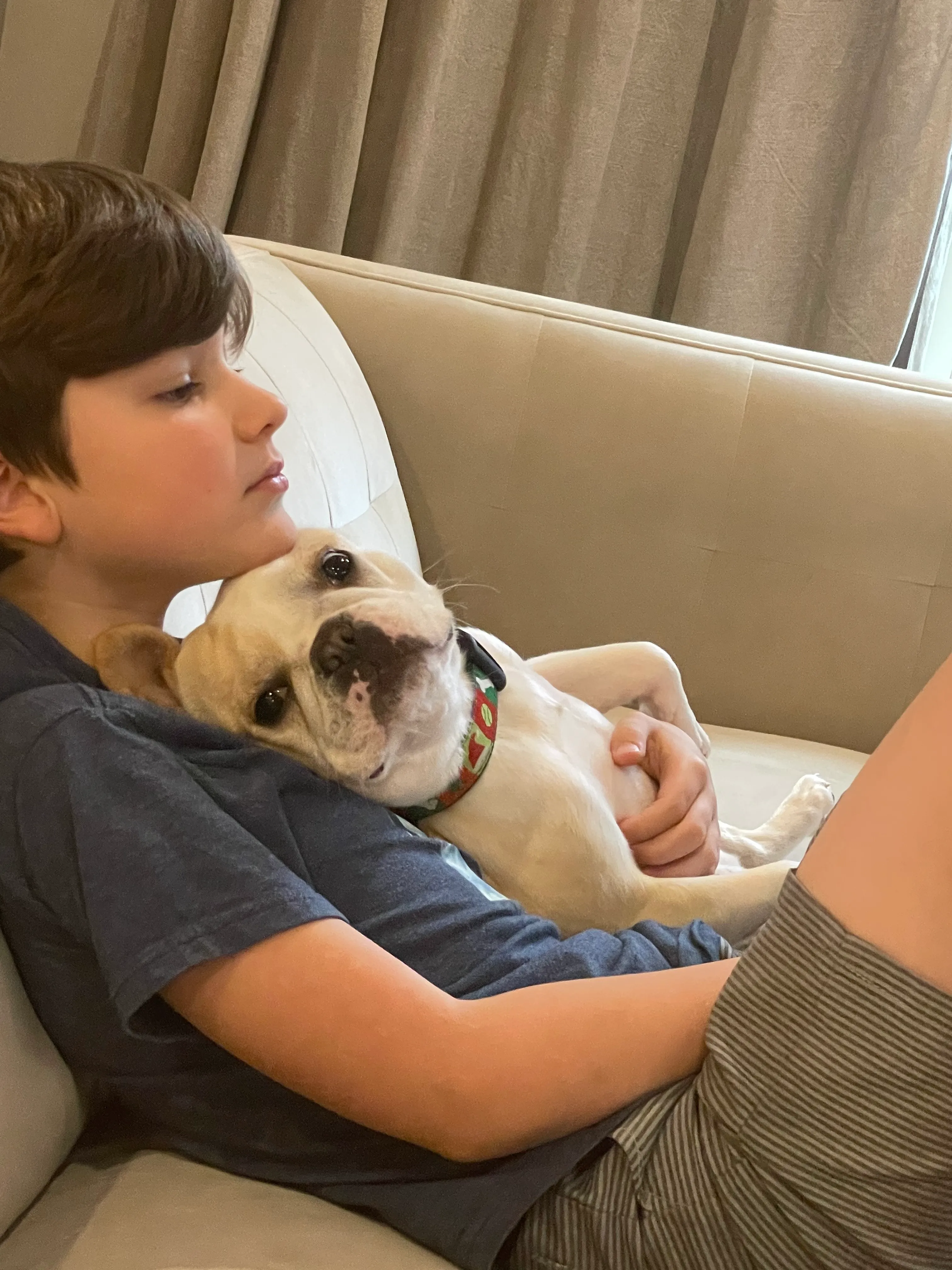 Royal Frenchel snuggling with a boy on a couch at home.
