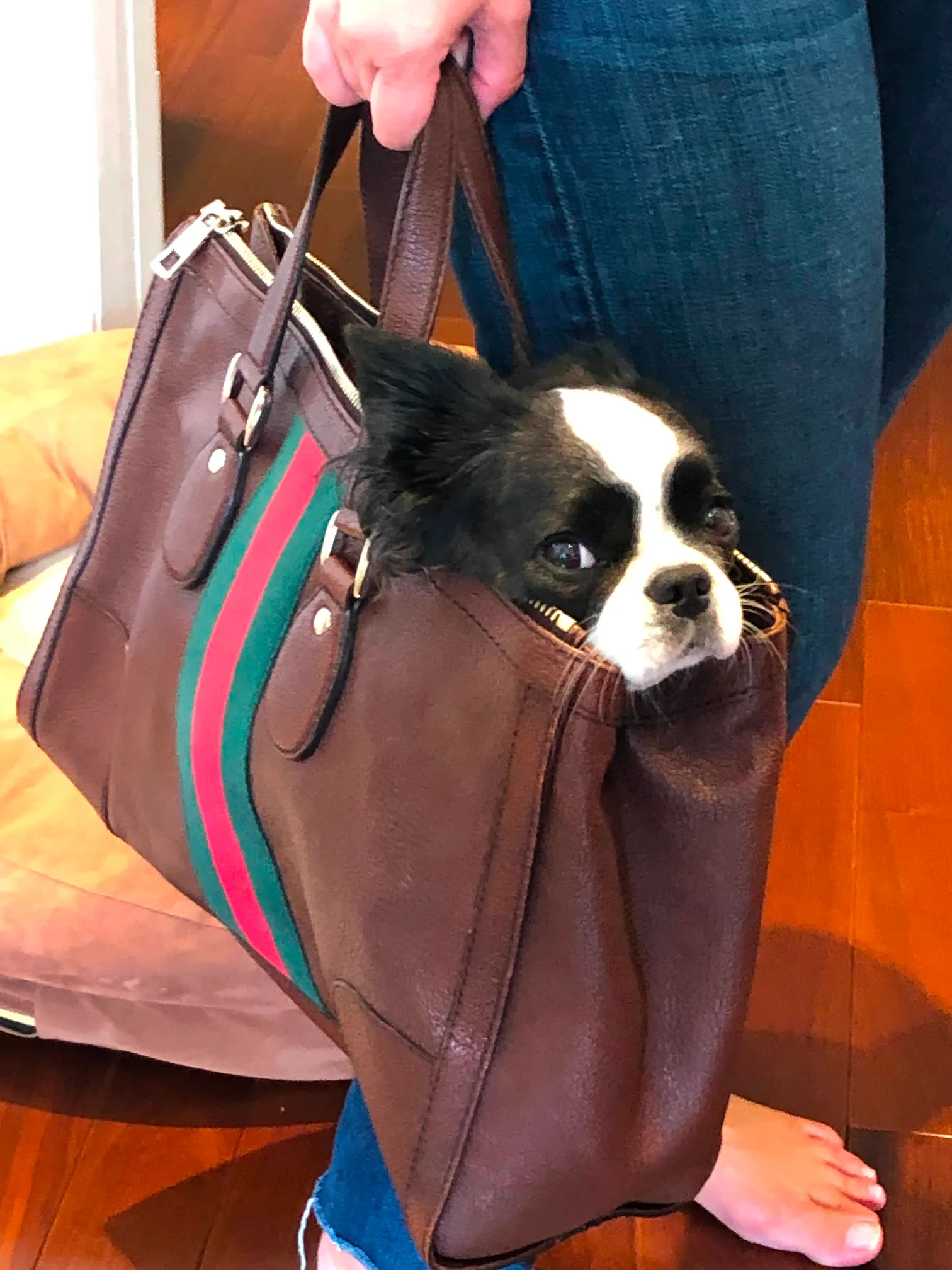 Royal Frenchel puppy sitting calmly inside its owner's purse.