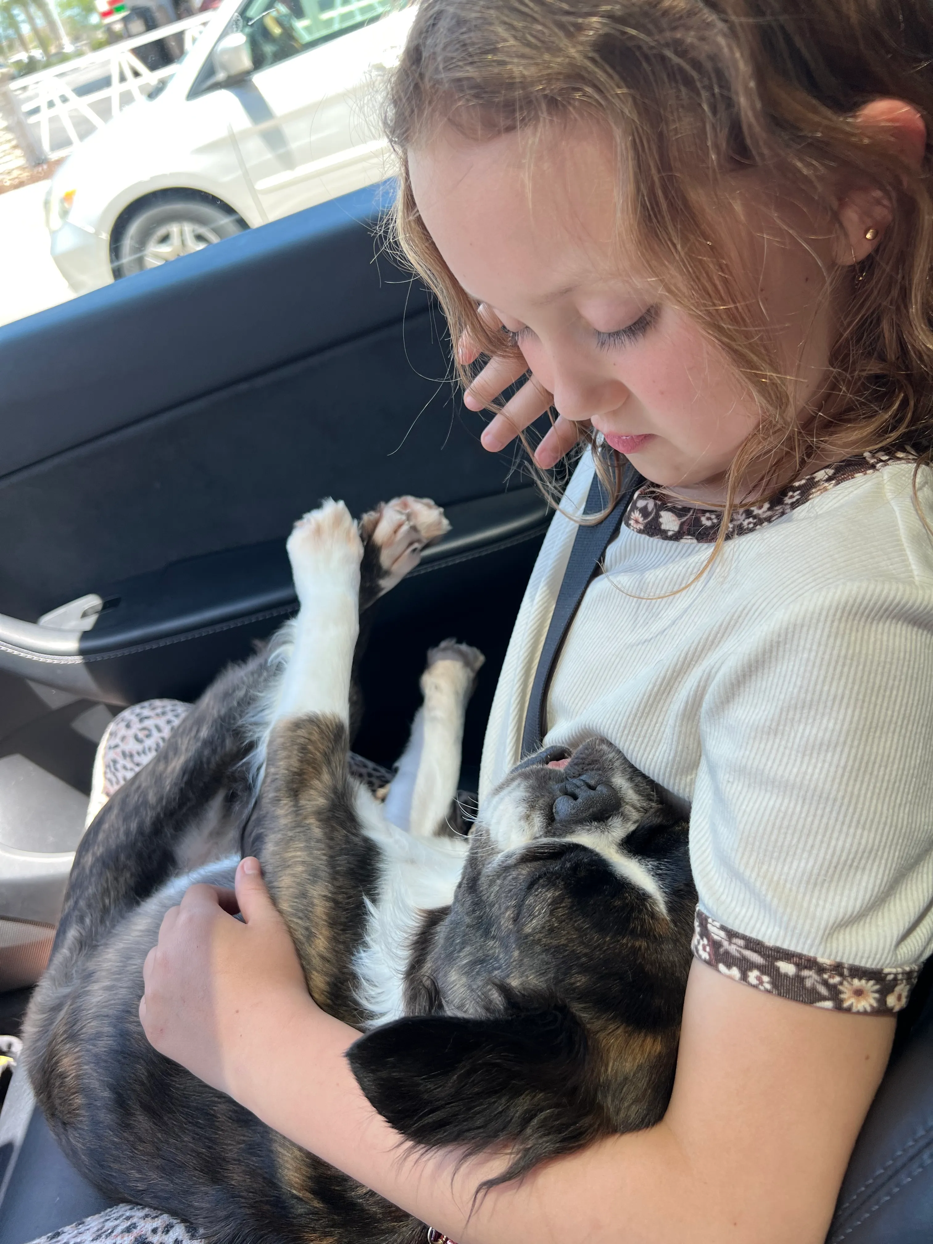 Royal Frenchel family companion sleeping in the car while snuggling with a child.