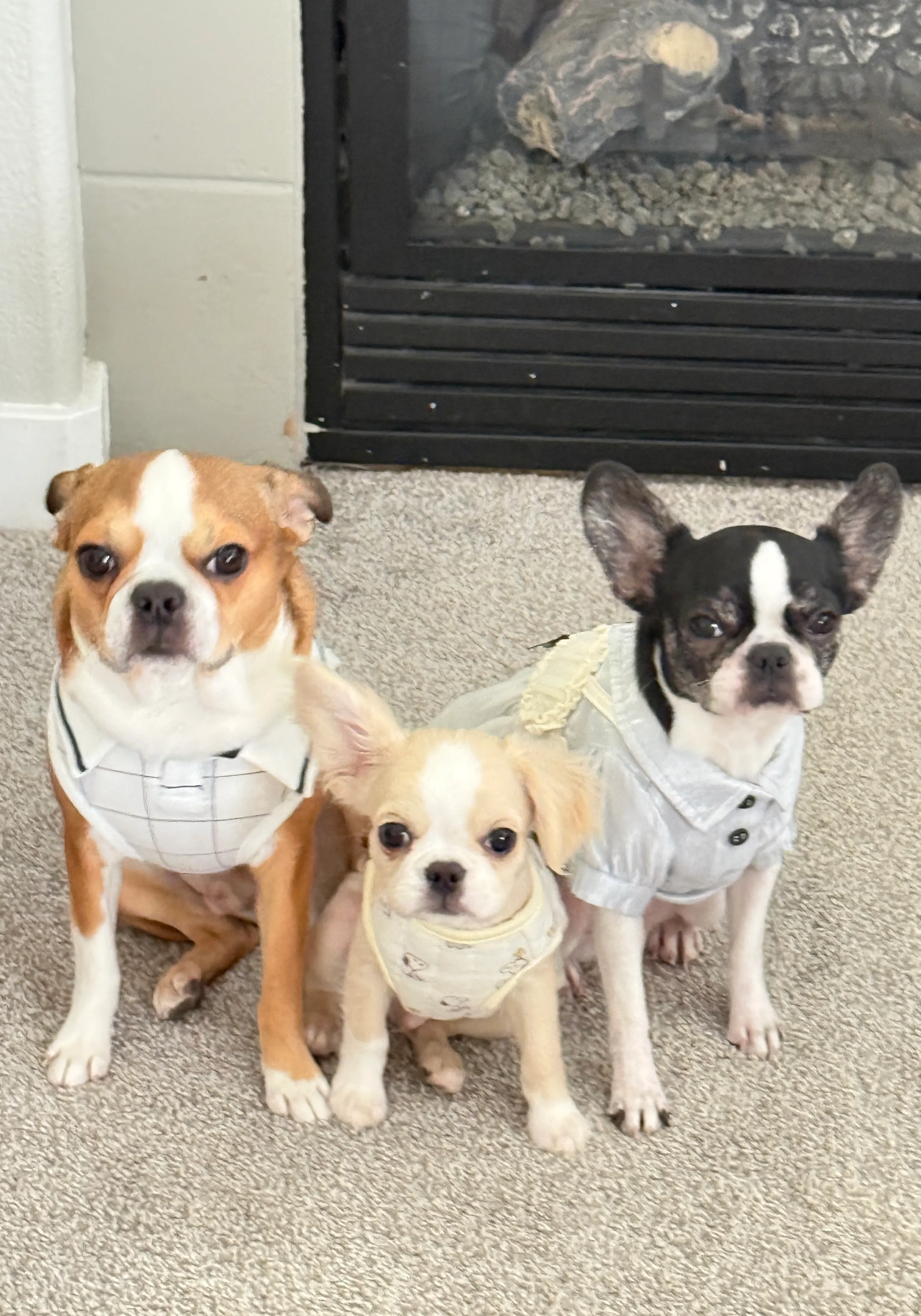 Three small Royal Frenchels sitting calmly together in a living room.